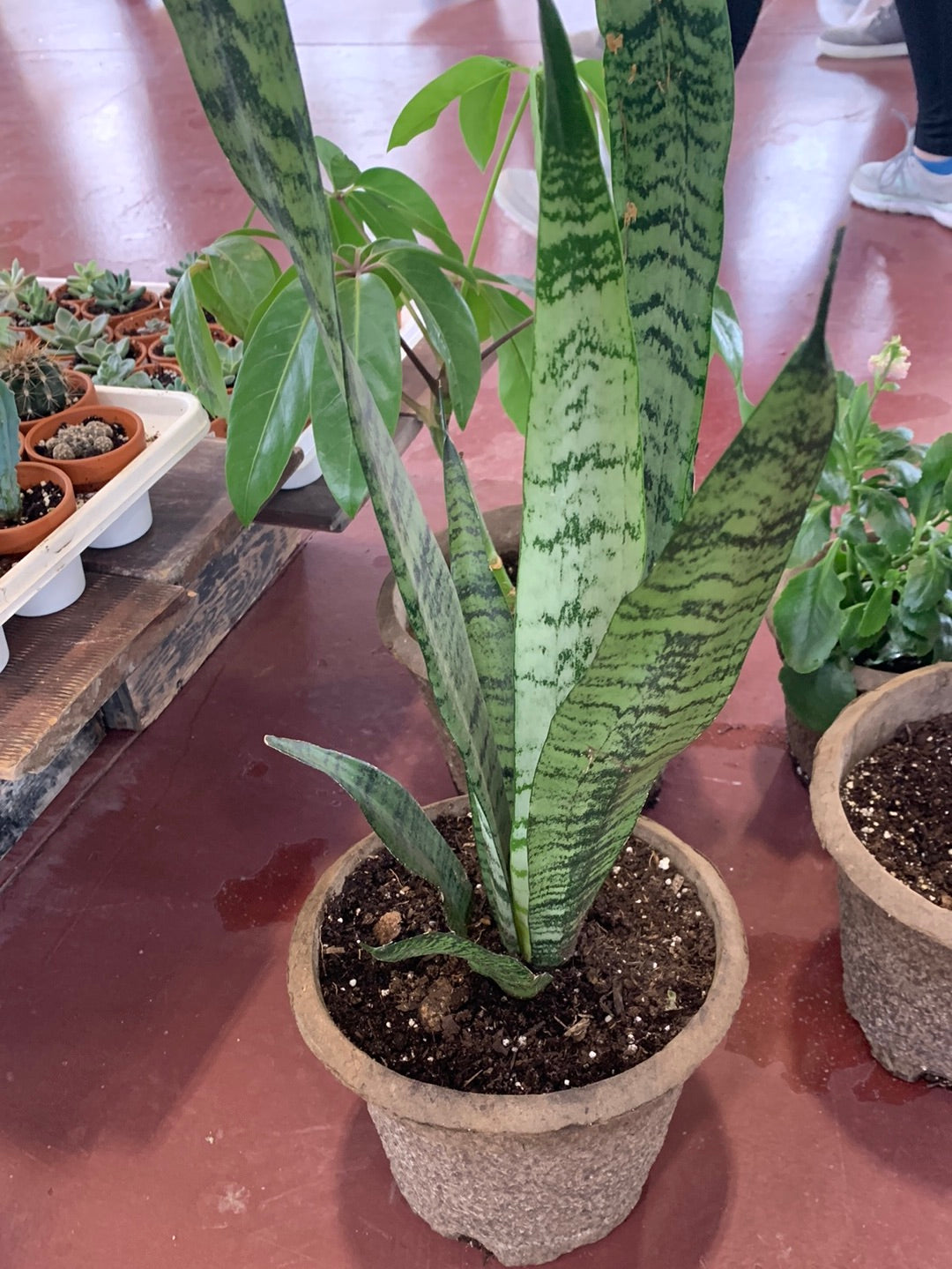 snake plant winnipeg Snake plant – Ferme Thuya