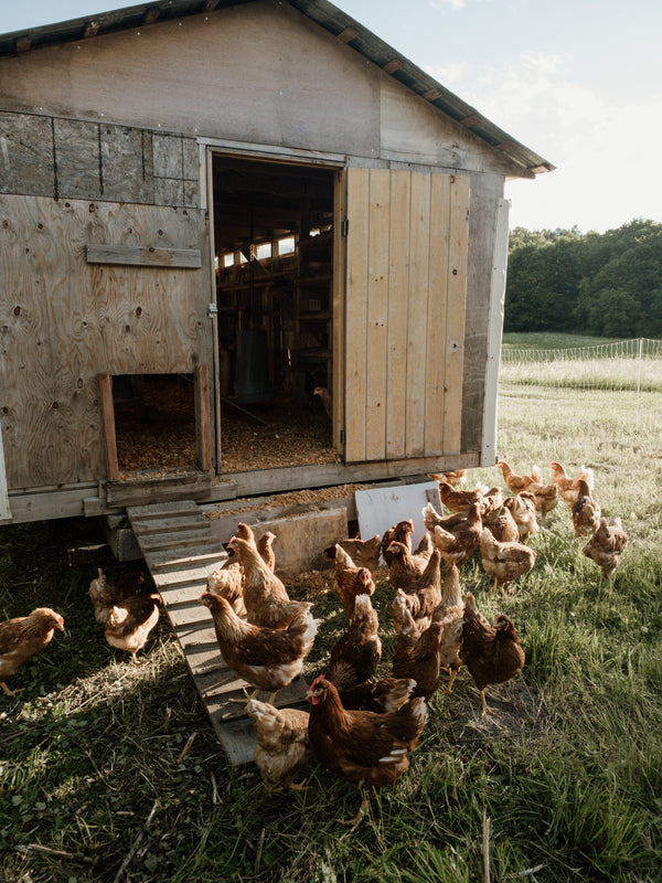 What homesteading means to us.