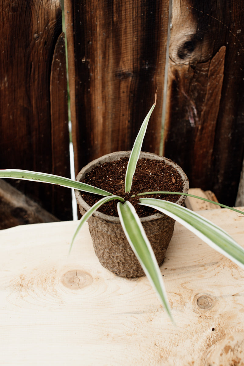 white spider on plants White Spider – Ferme Thuya