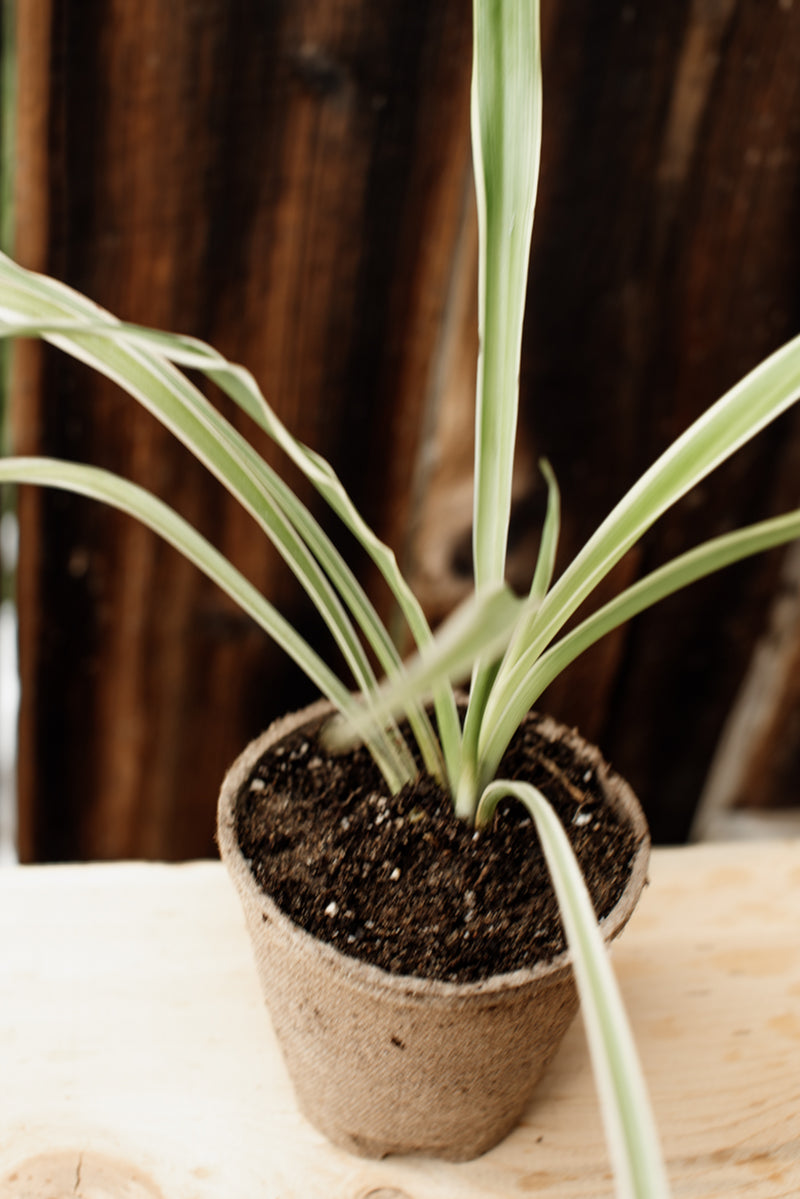 white spider on plants White Spider – Ferme Thuya
