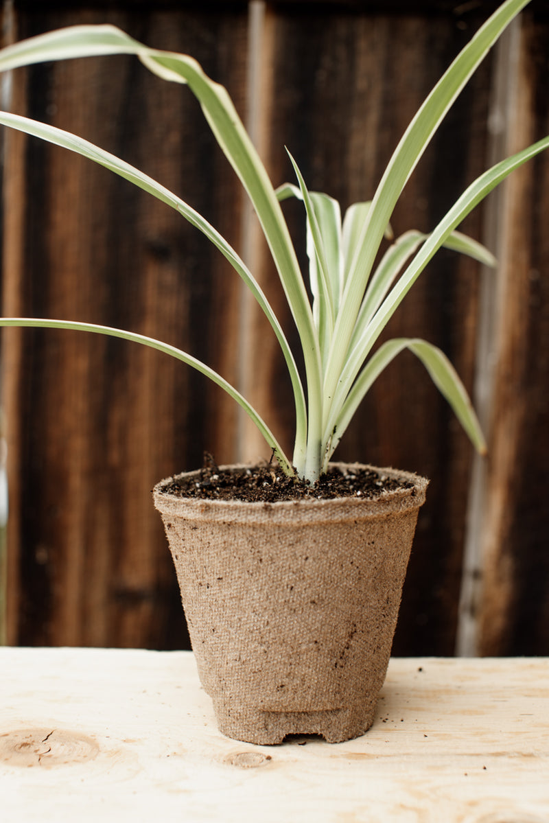 albino spider plant White Spider