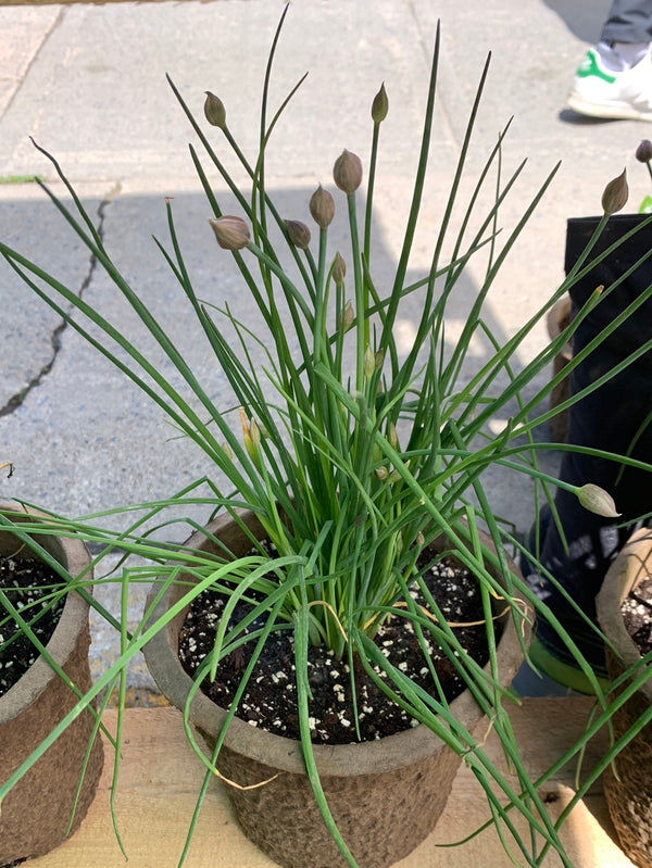 Big Chives