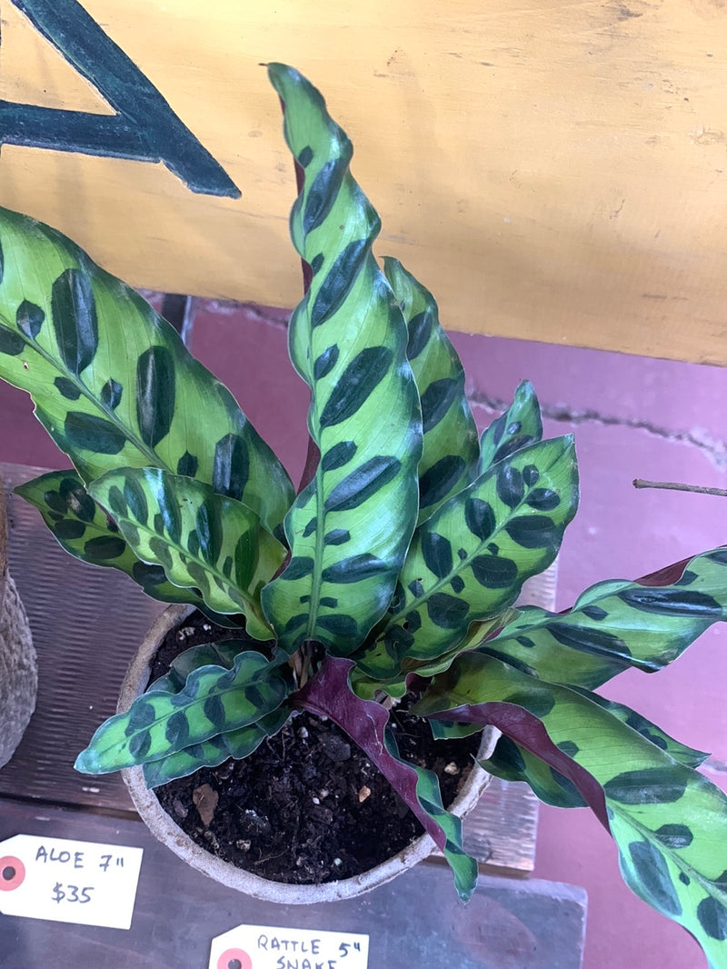 Rattle snake plant