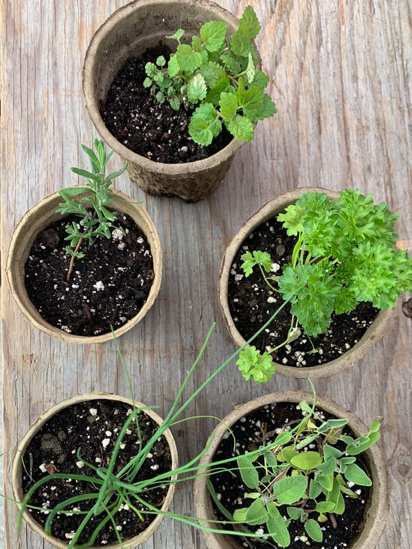 5 herbs for $20