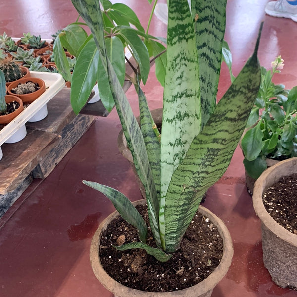 buy snake plant winnipeg Snake plant – Ferme Thuya