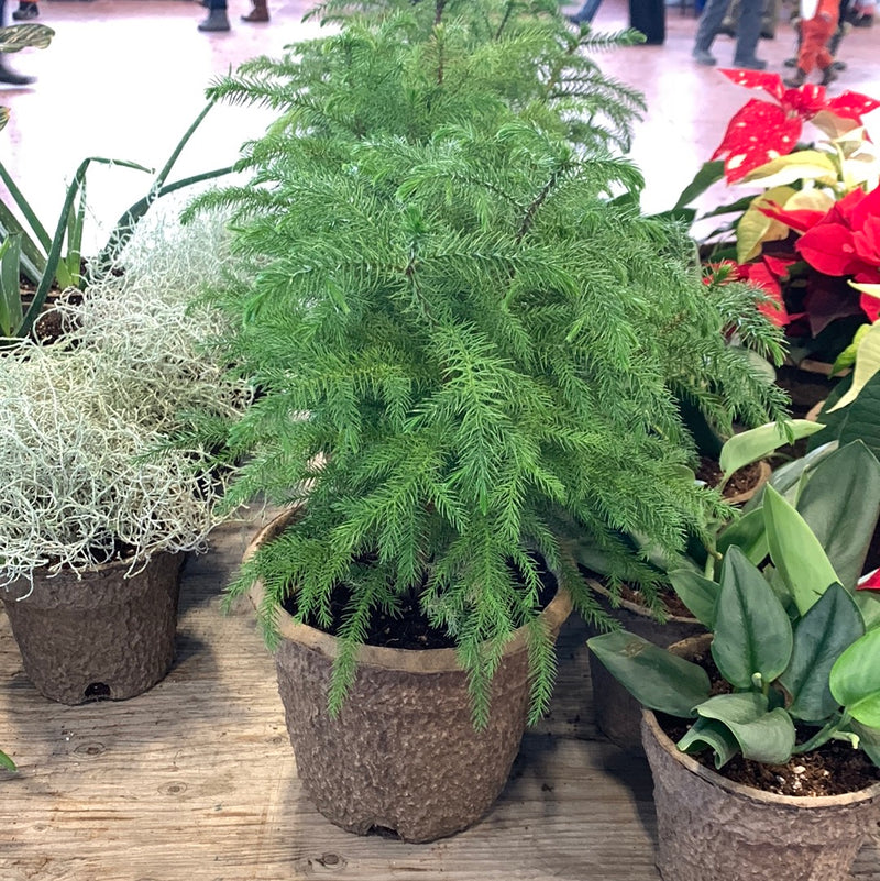 Norfolk pine