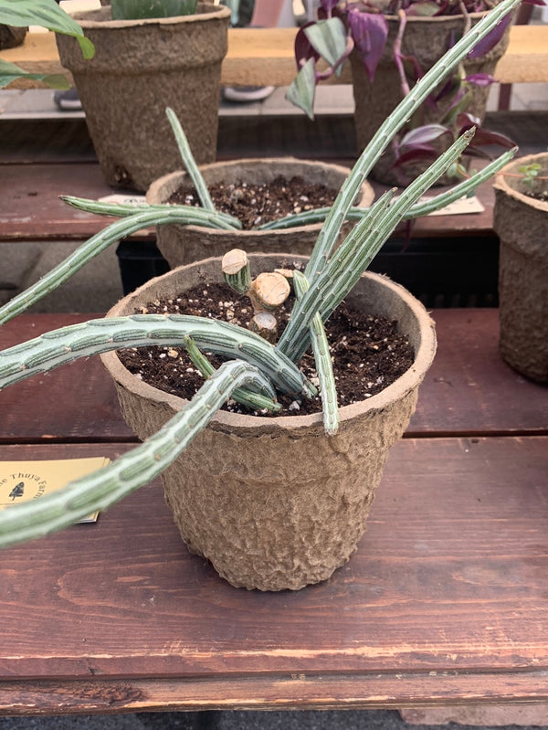 Pickle cactus