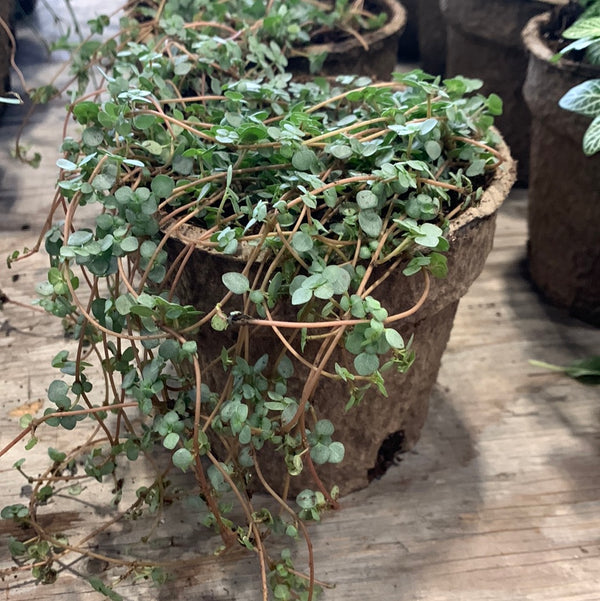 Pilea glauca